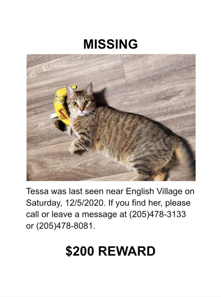 Image of Tessa, Lost Cat