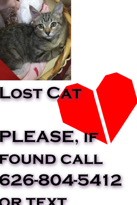 Image of Honey Tabby, Lost Cat