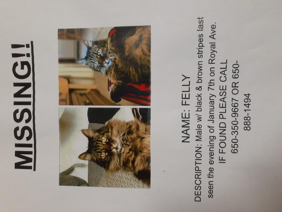 Image of Felly, Lost Cat