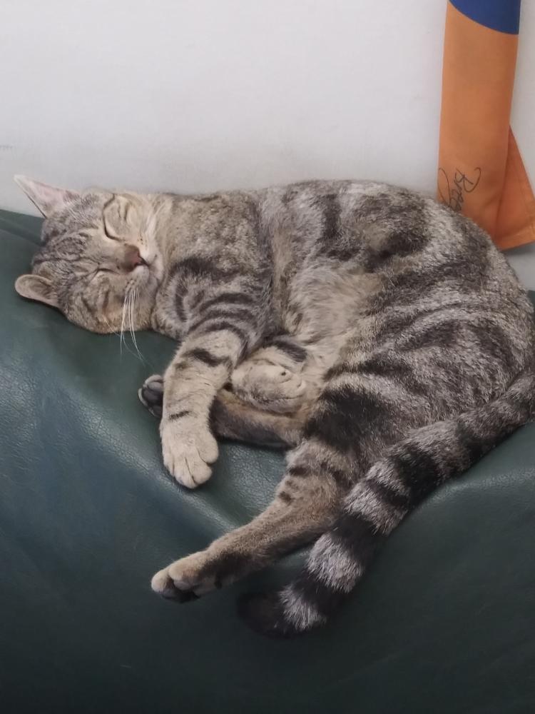 Image of Chingo, Lost Cat