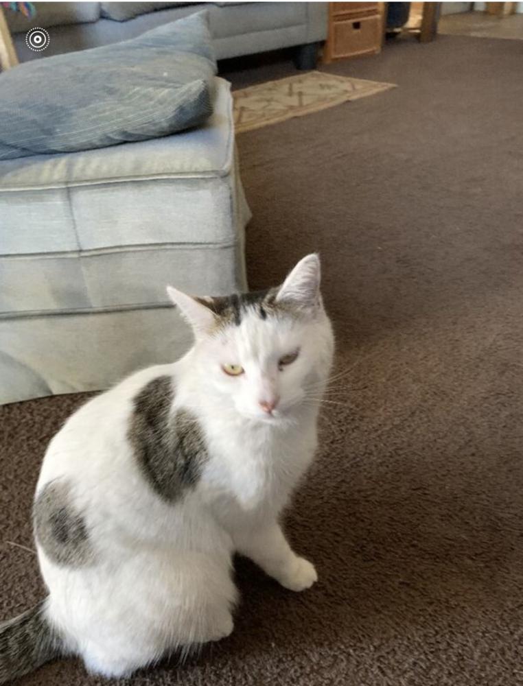 Image of Honora, Lost Cat