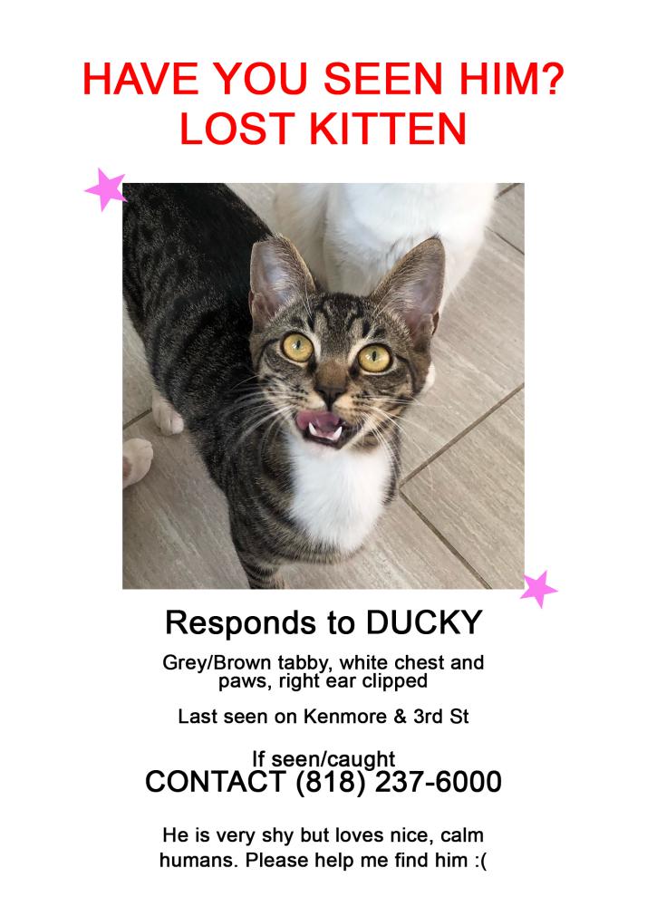 Image of Ducky, Lost Cat