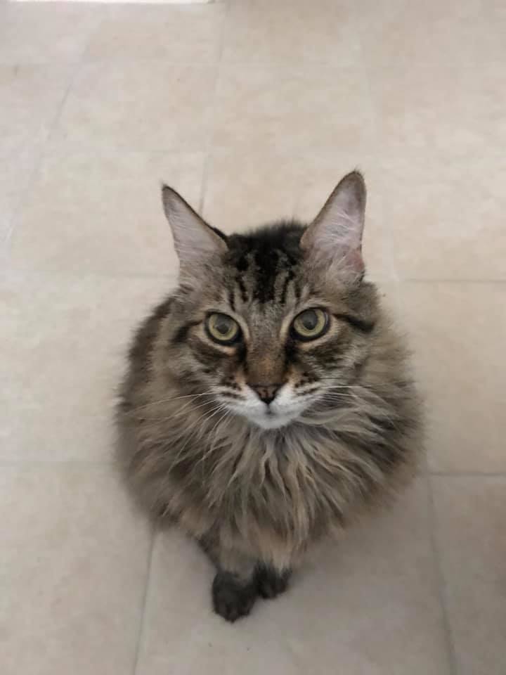 Reggie the cat best sale breed