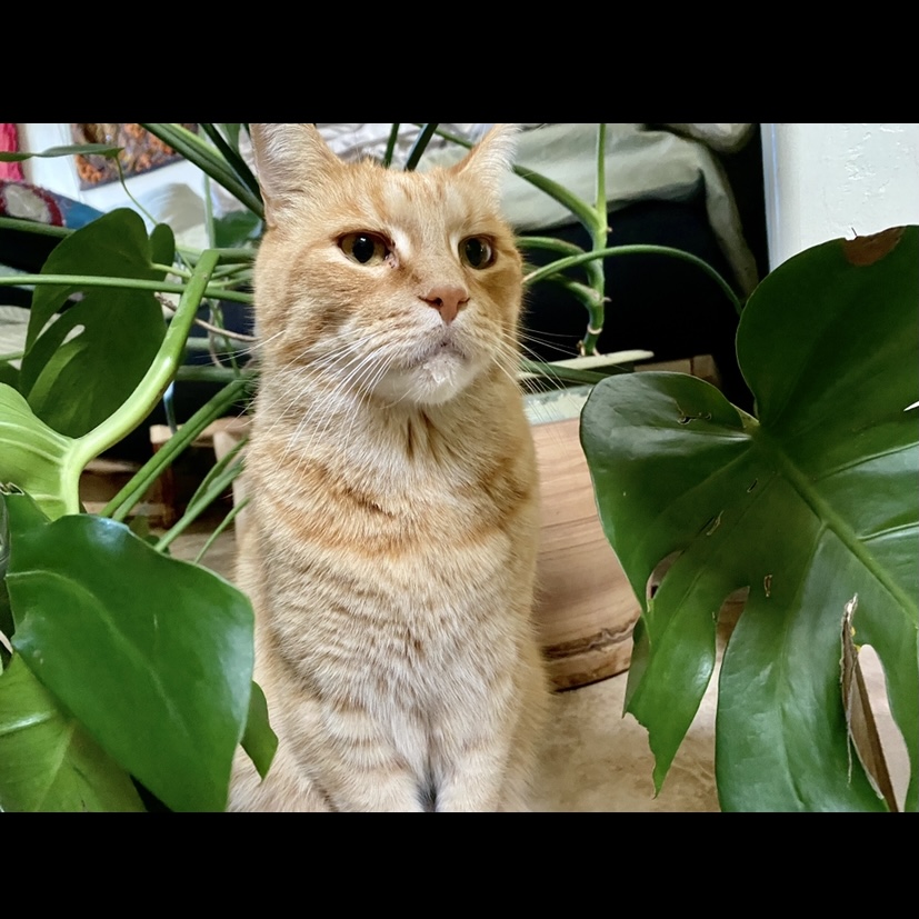 Lost orange cat near me cheap