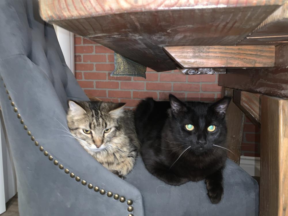 Image of Frankie and Grizzly, Lost Cat