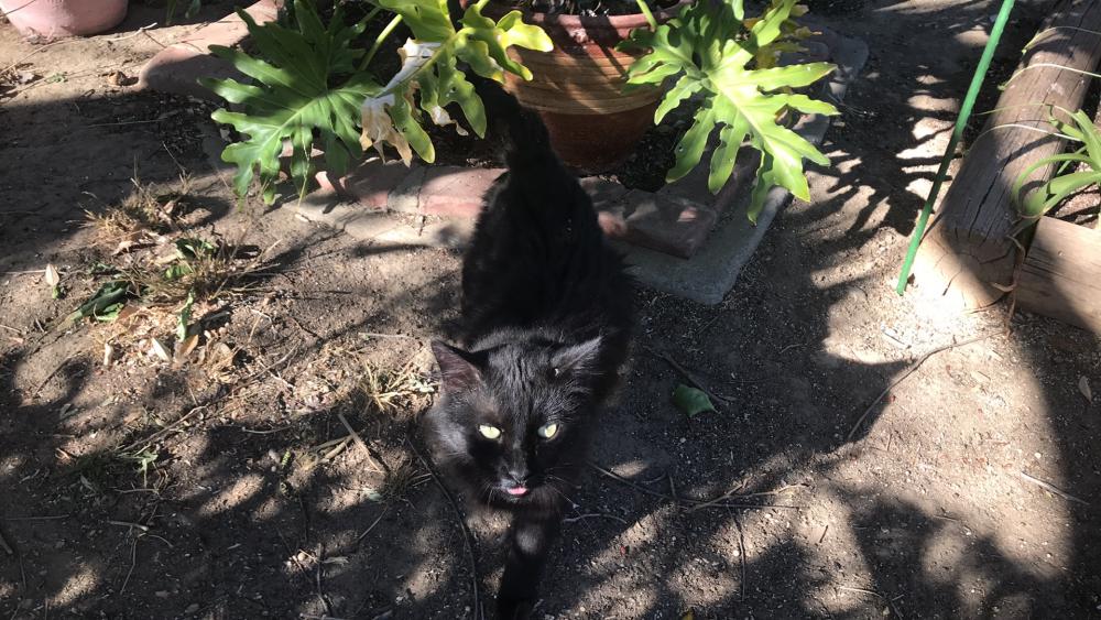 Image of Baby Unknown, Found Cat