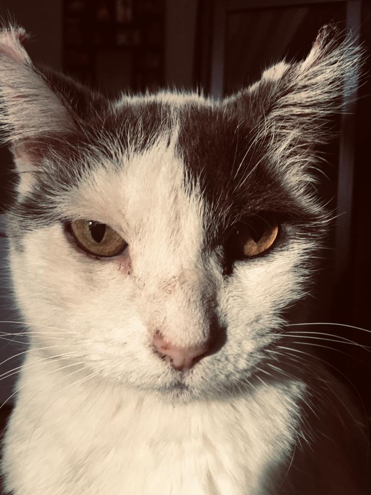 Image of Mykonos, Lost Cat