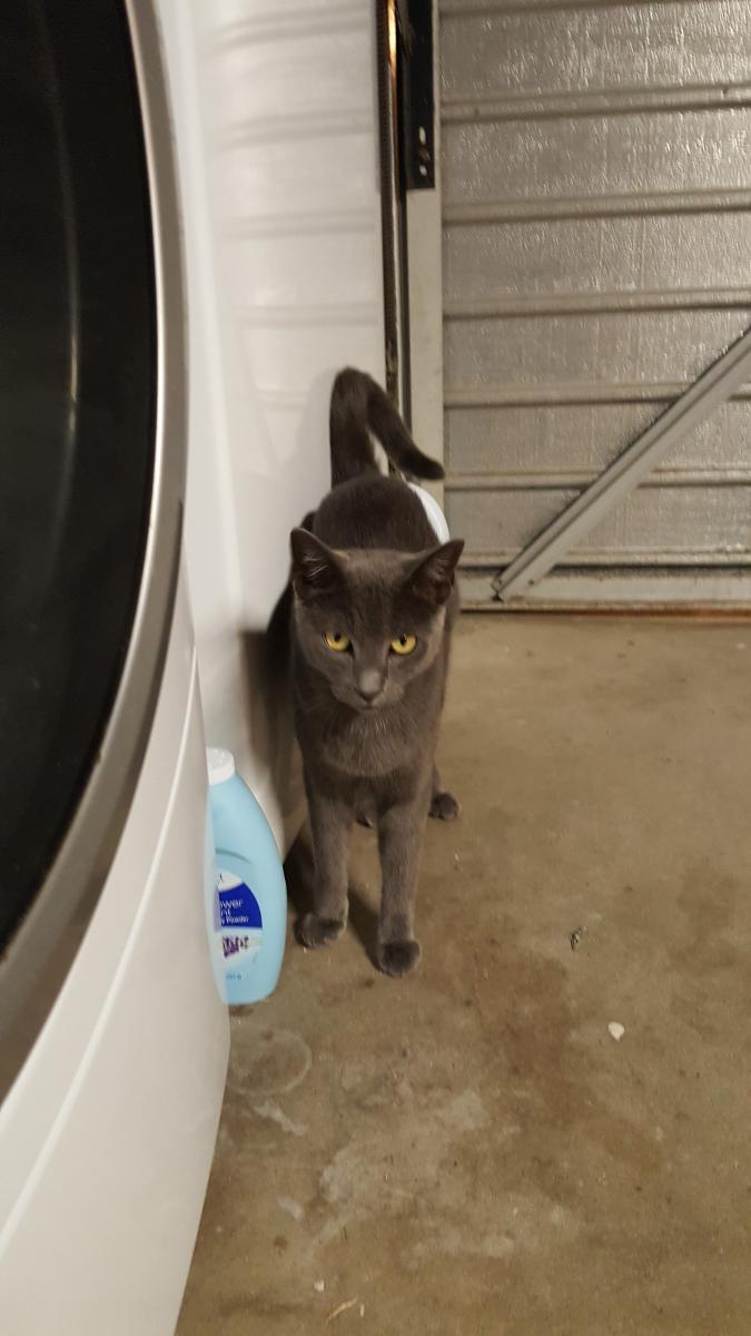 Image of Goosey (Smokey), Lost Cat