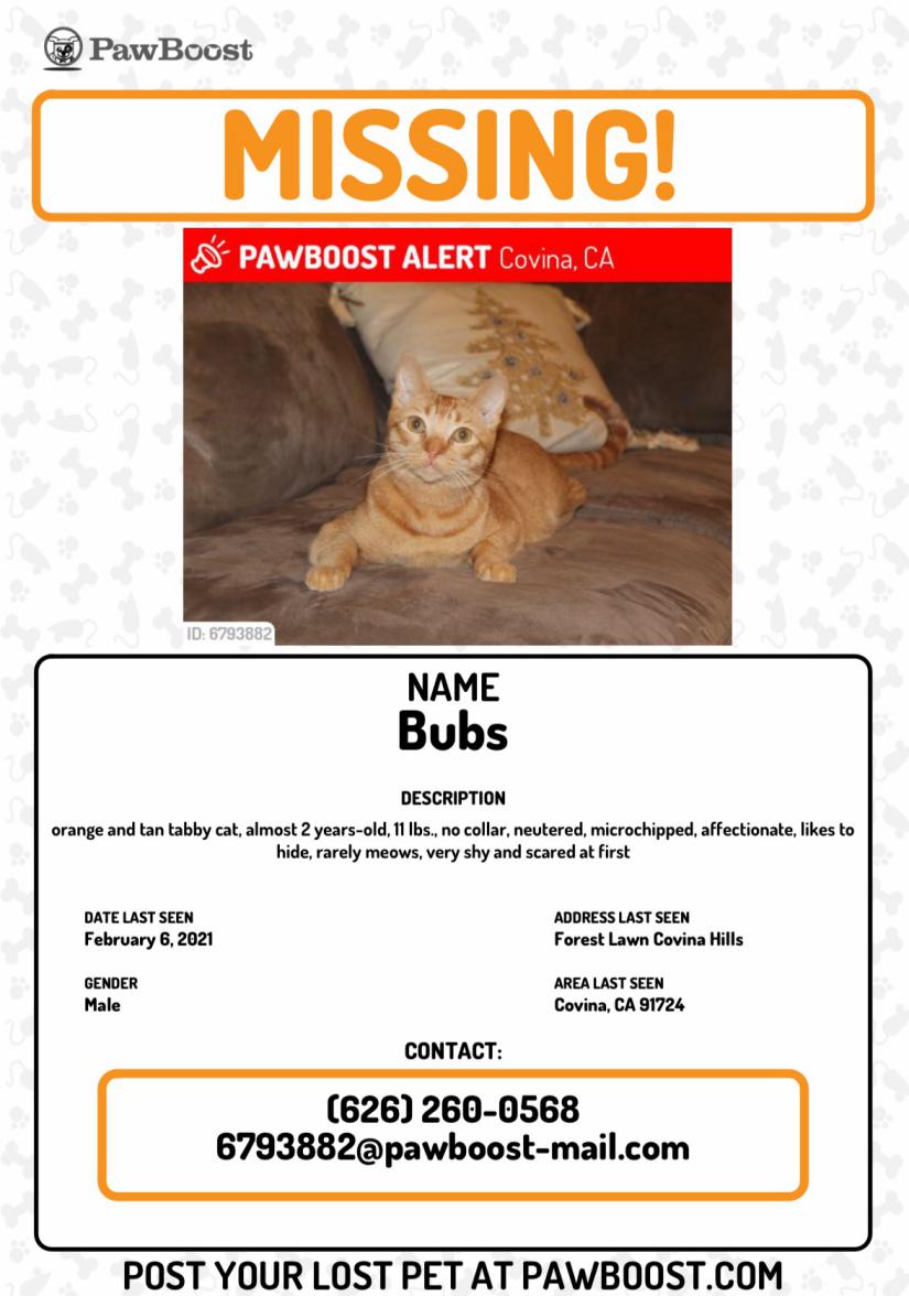 Image of BUBS, Lost Cat