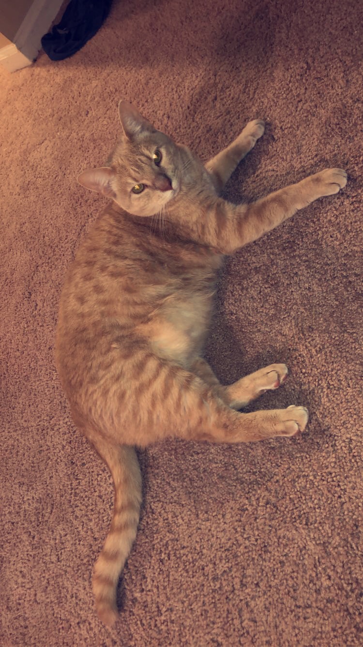 Image of Sal, Lost Cat