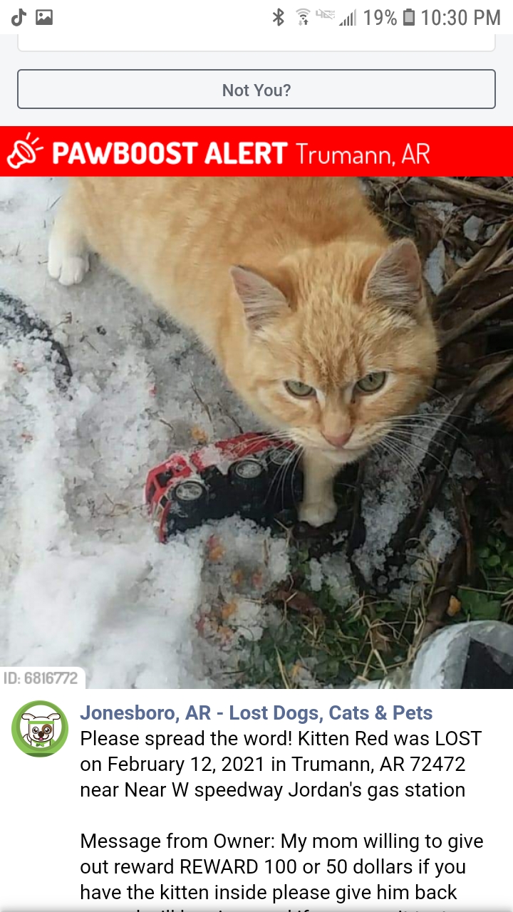 Image of Kitten red, Lost Cat
