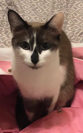 Image of Bonnie, Lost Cat