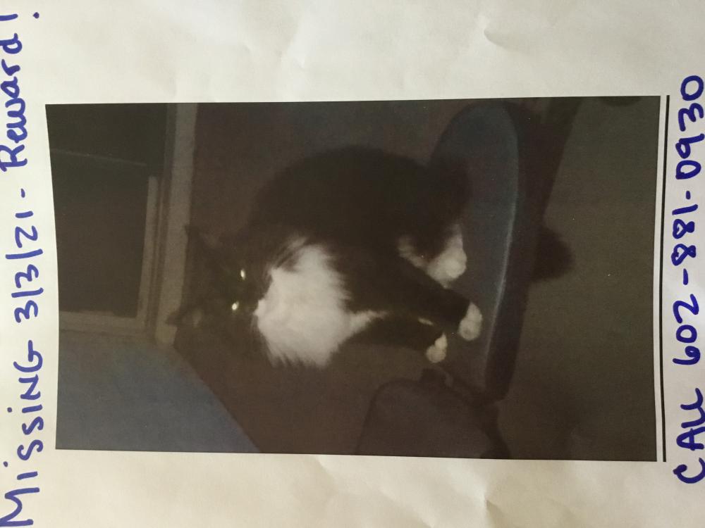 Image of Fluffy Cat, Lost Cat