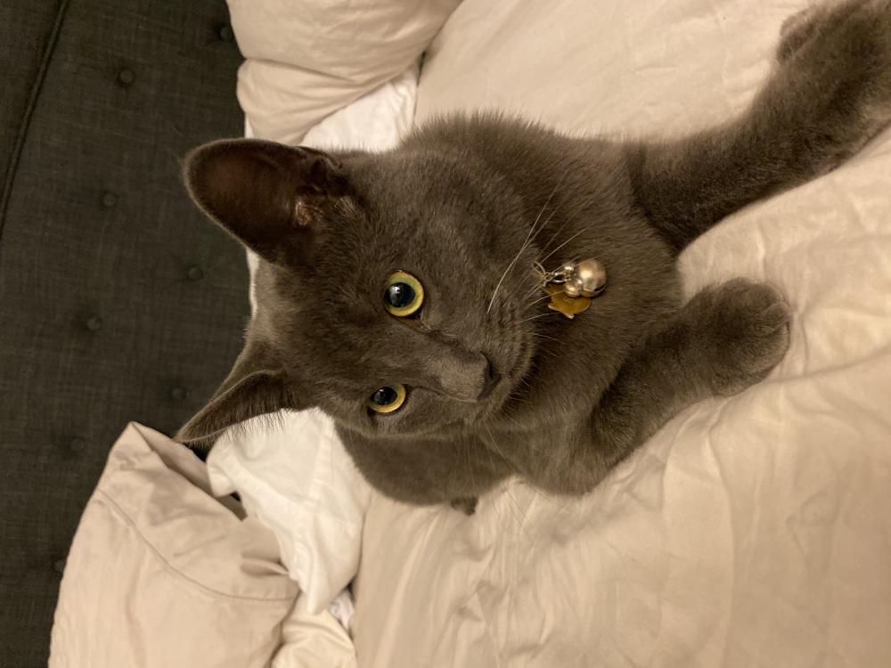 Image of Finn, Lost Cat