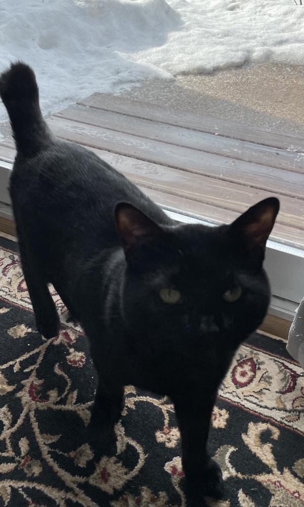 Lost Cat American Bobtail in EAST GRANBY, CT Lost My Kitty