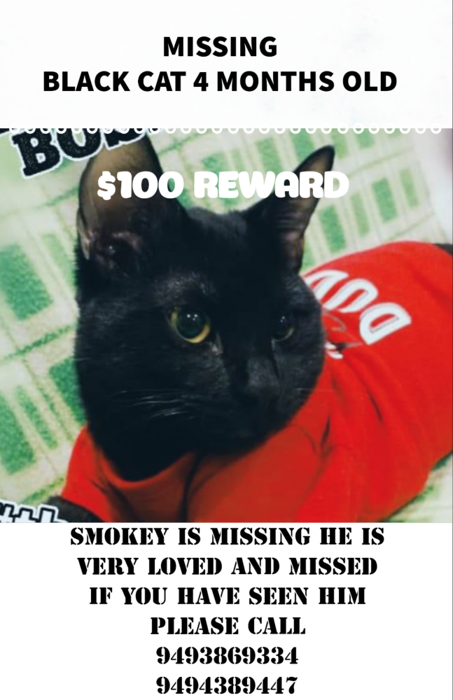 Image of SMOKEY, Lost Cat