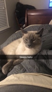 Image of DONNY, Lost Cat