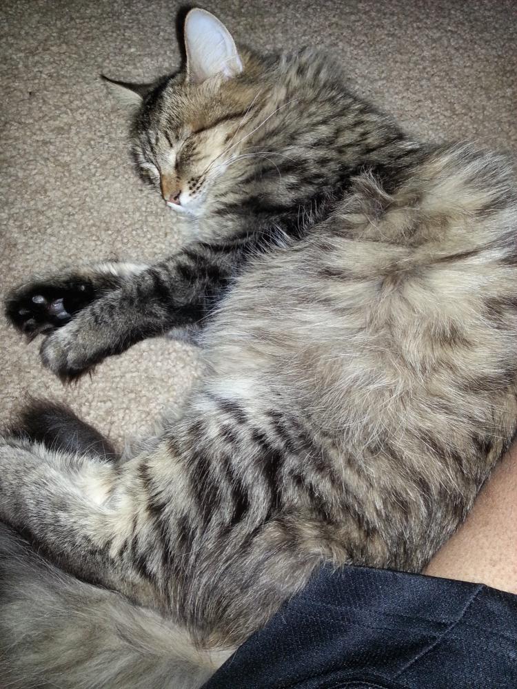 Image of Taylea, Lost Cat