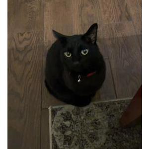 Lost Cat Shadow