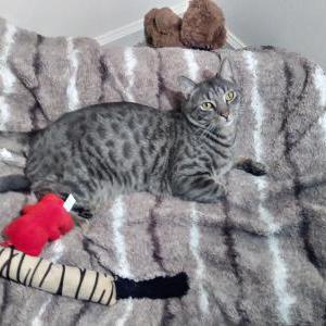 Lost Cat Lucky