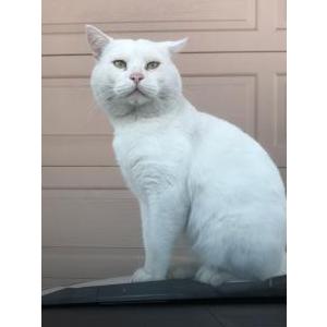 Lost Cat Gringo