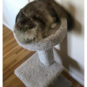 Lost Cat Karma