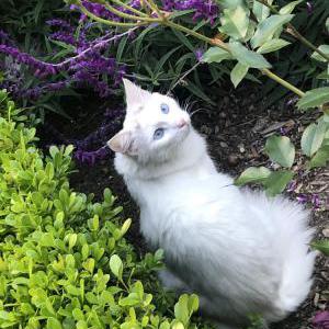 Lost Cat Alaska