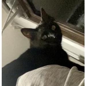 Lost Cat Smoky
