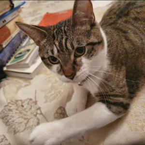 Lost Cat fetti