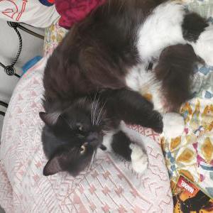 Lost Cat Orion