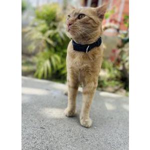 Lost Cat Joe joe