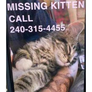 Lost Cat Eleven