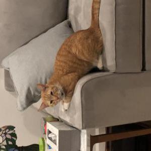 Lost Cat Simba