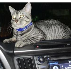 Lost Cat Kobi