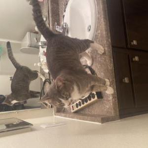 Lost Cat Gus