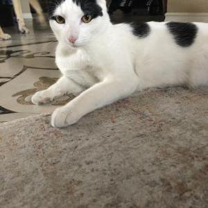 Lost Cat Beans