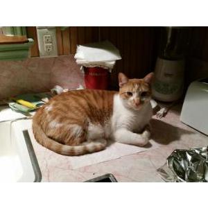 Lost Cat Colby
