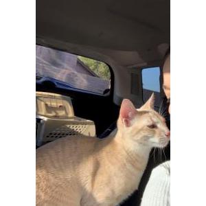 Lost Cat Pedals