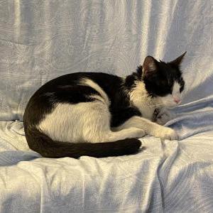 Found Cat George