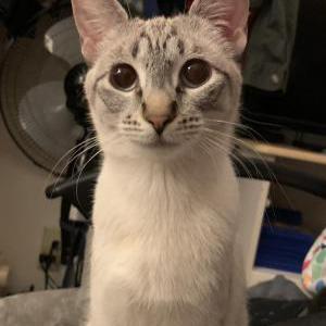 Lost Cat Luna