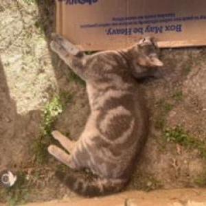 Found Cat RIP Unknown