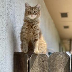 Lost Cat Canela (Witty)