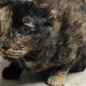 Lost Cat Bowswr