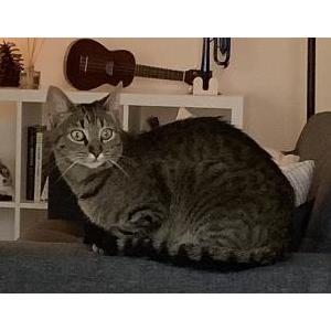 Lost Cat Boba(Hannah)