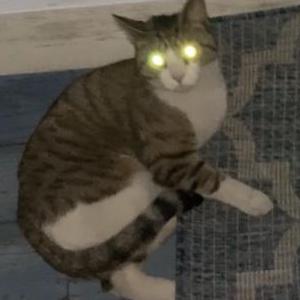 Found Cat unknown