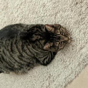 Lost Cat Bob