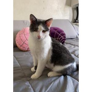 Lost Cat Kunai