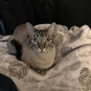 Lost Cat Reid