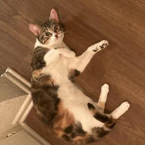 Lost Cat Herbert (Herb)