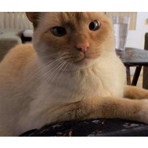Lost Cat Sam